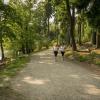 pferd-werkzeuge-lauf-06-2017 (416)
